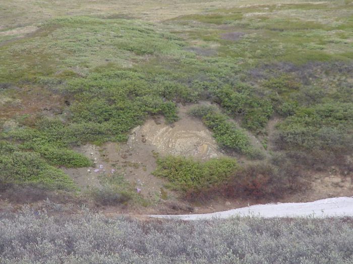 Ichthyosaur site view at the time the extraction team arrived, looking east.